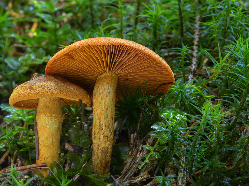 Cortinarius malicorius